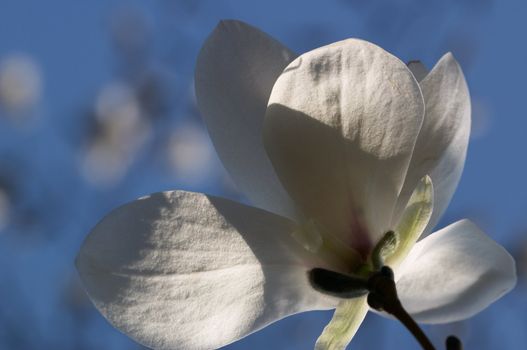 White magnolia flower on the background of blue sky
