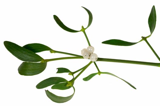Mistletoe sprig with berries and leafs, isolated on a white background.