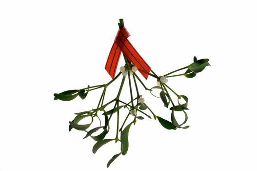 Bunch of mistletoe (Viscum album) with berries, hanging from a red ribbon and isolated on a white background