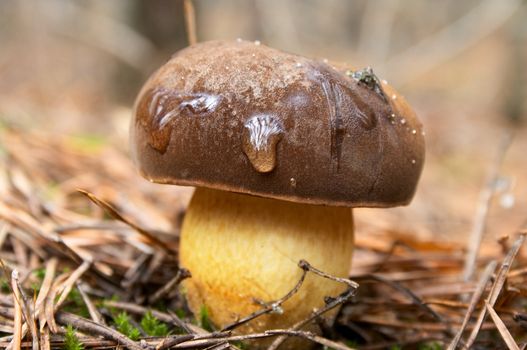 brown autumn mushroom in pine forest