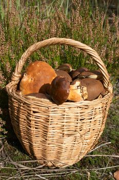 full frail with mushrooms standing near of flowering heather 