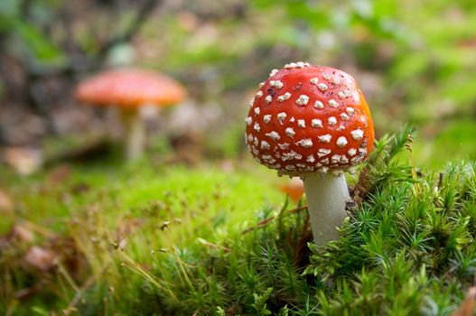 flyagaric mushroom in green moss in fall forest