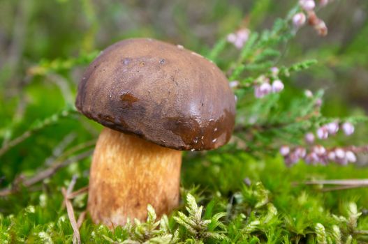 mushroom in green moss in autumn forest under heather flower