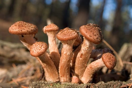 honey fungus at tree stub in autumn forest