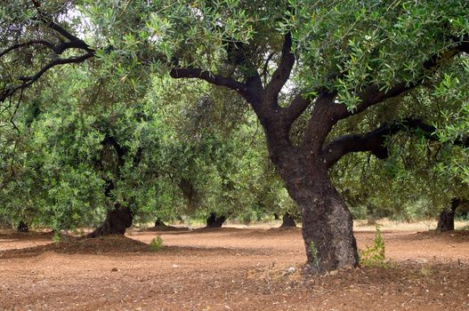 olive tree in olive garden