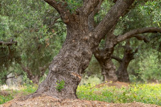 olive tree in greece