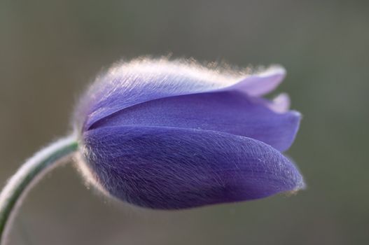 Macro photo of pasque flower