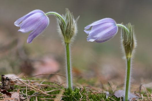 Two pasque flower blooming in spring forest