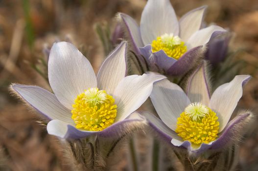 purple pasque flowers with yellow stamen blooming at spring