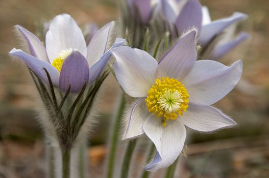 group of pasque flower blooming at spring