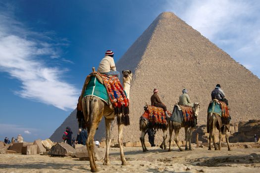 bedouins on camel near of great pyramid in egypt