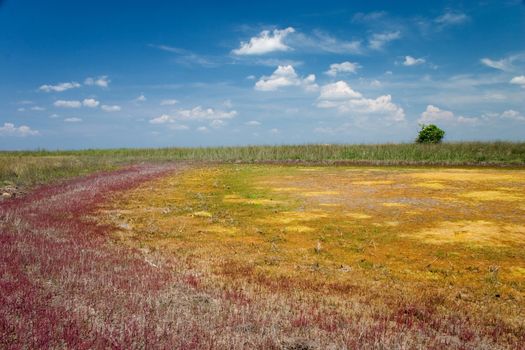 colourful salt lake begirt by red plants