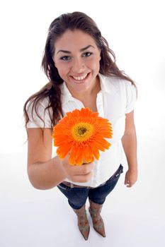 lovely girl showing orange gerbera flower with white background