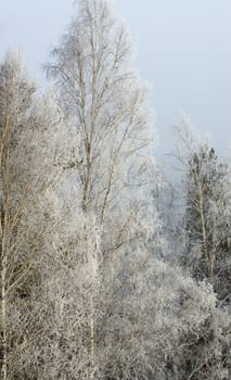 Winter landscape, Belokurikha resort