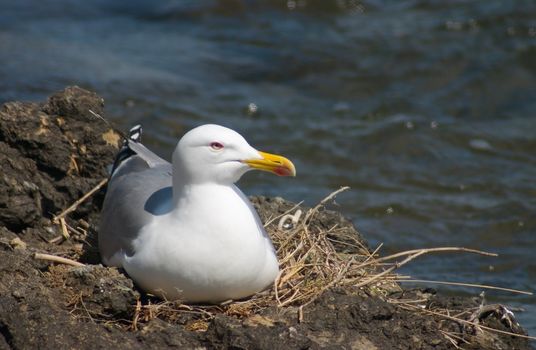 Sea-gull bird in the nest on the rock
