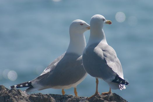 Married couple of sea gulls sitting on the rock