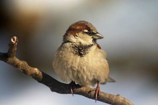 Little bird sitting on the small twig