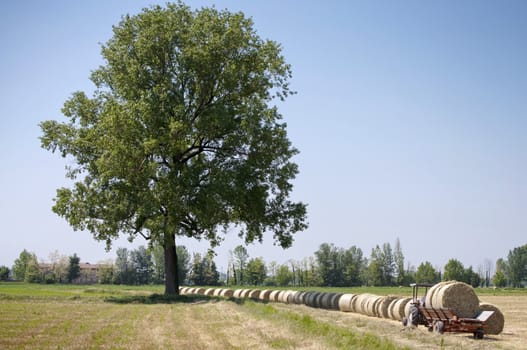 Tractor Collecting hay balls beside a tree