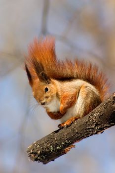 Red squirrel sitting on the branch