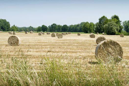 Hay balls on field, grass in foreground