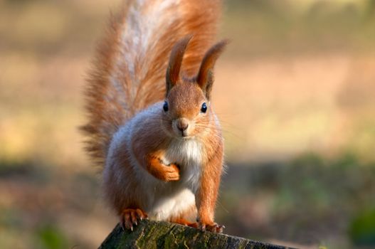 Red squirrel on tree stub