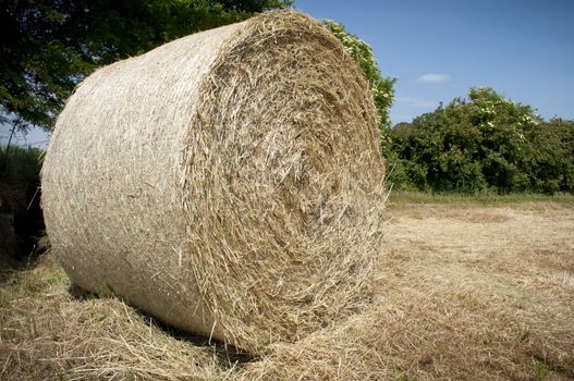 Full Hay ball detail in a corn field, bushes in background