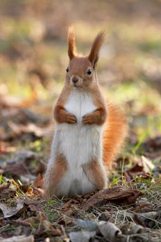 Red squirrel standing on the sun