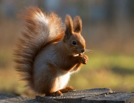 Red squirrel siting on the stumb and eating a nut