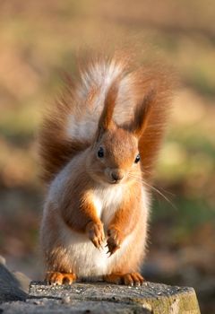 Red squirrel siting on the sun place