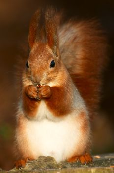 red squirrel eating the nut