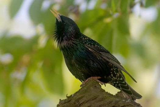 Starling bird singing on the tree