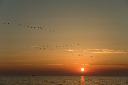 Flock of birds flying above the sea