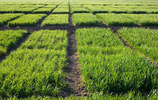 Texture from green grass on the checked field