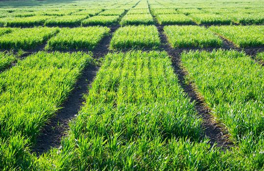 texture of wheat field