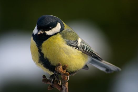 Tit bird perching on the branch on the blur background