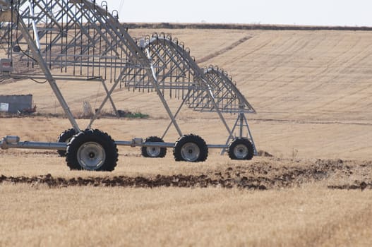 straws of hay, grain crop field picture