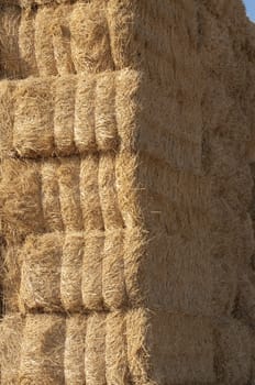 straws of hay, grain crop field picture