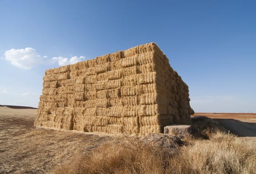 straws of hay, grain crop field picture
