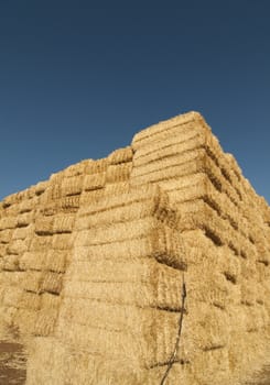 straws of hay, grain crop field picture