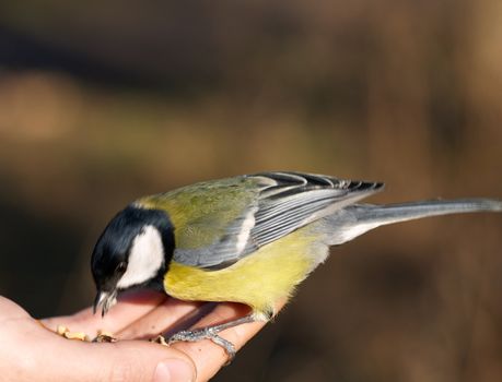 Tit bird on a hand
