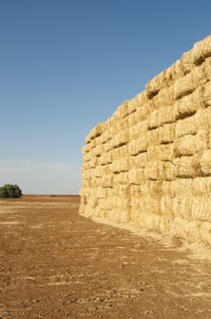 straws of hay, grain crop field picture