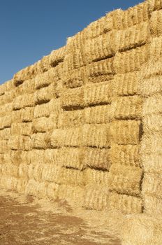 straws of hay, grain crop field picture