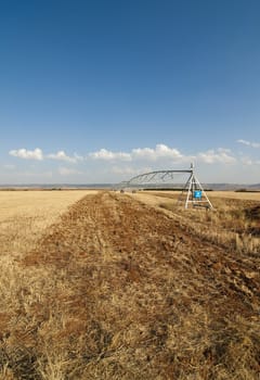 straws of hay, grain crop field picture