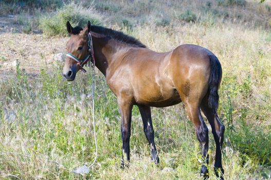 Picture of a horse on the hill.