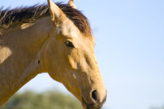 Picture of a horse on the hill.