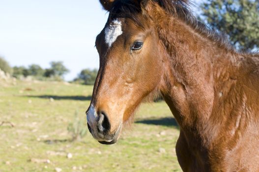 Picture of a horse on the hill.