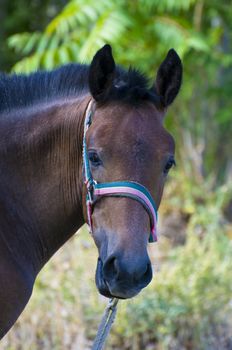 Picture of a horse on the hill.