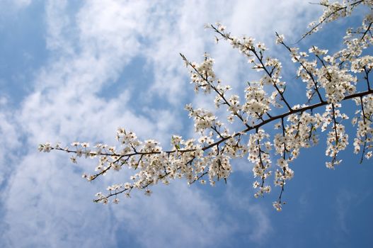 Flowering tree branch on the background of blue sky