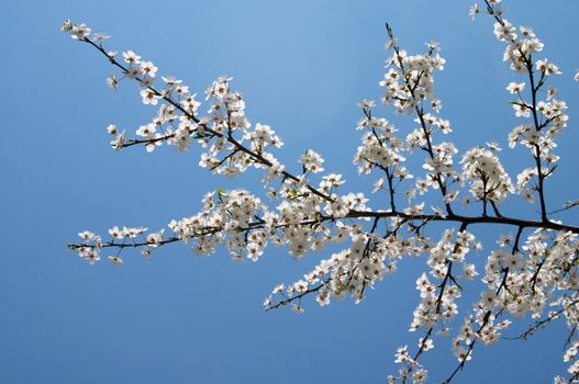 Blooming tree twig on the background of blue sky