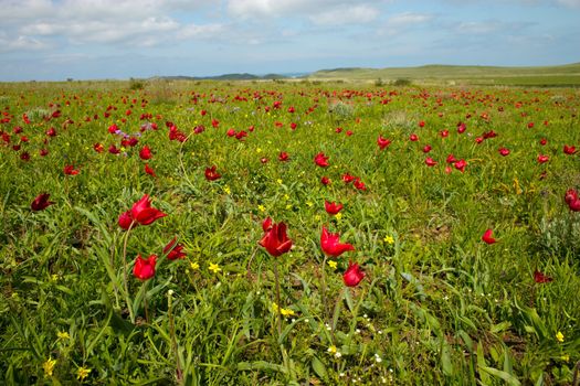 Wild tulip flowering in the spring meadow